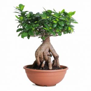 Bonsai Tree