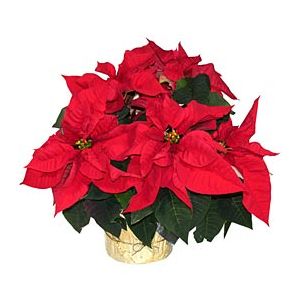 Christmas Poinsettia