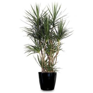 Dracaena Plant