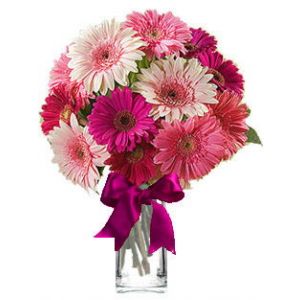 Two dozens of Gerberas