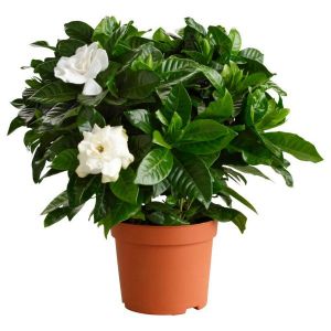Gardenia Plant