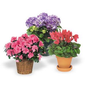 Indoor Flowering Plant