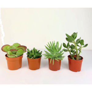 Succulent Plants Set